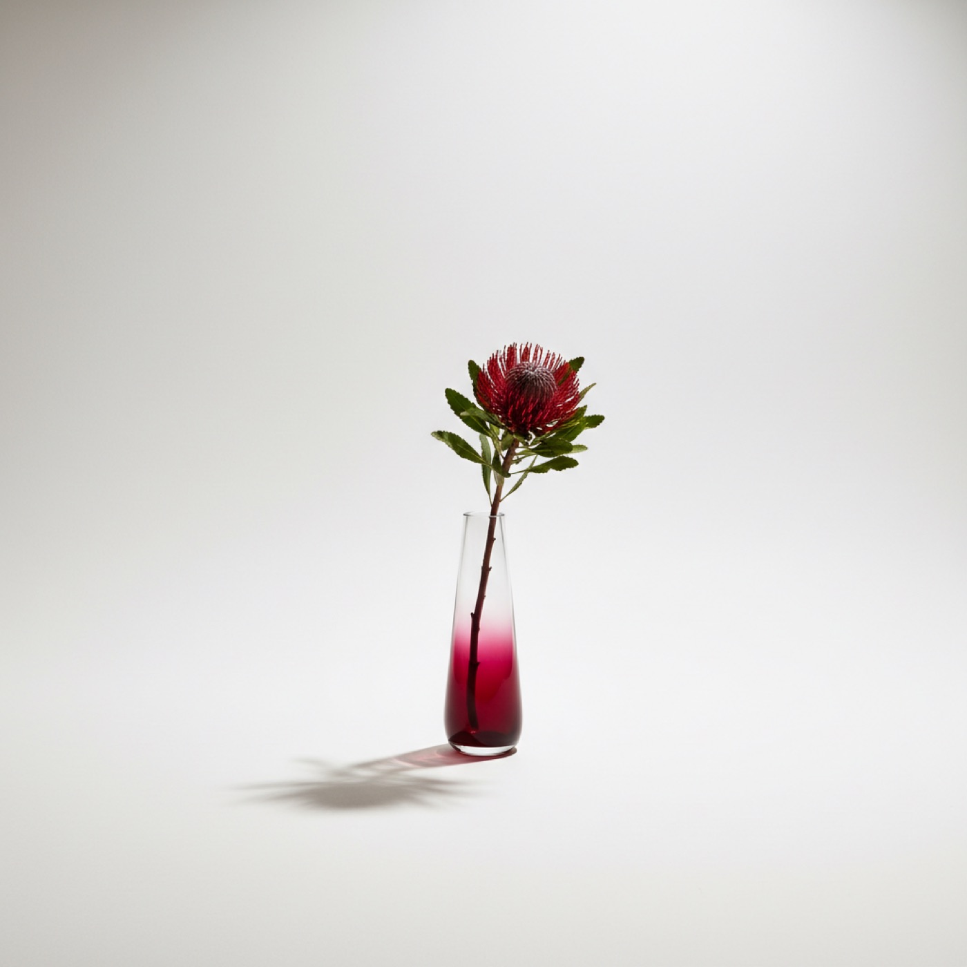 A tall vase in deep crimson graduating into clear glass, holding one waratah stem